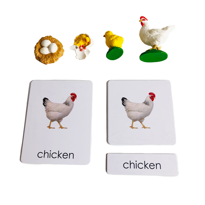 Kids Toys Cycle - Life Cycle Animals Cards and Models
