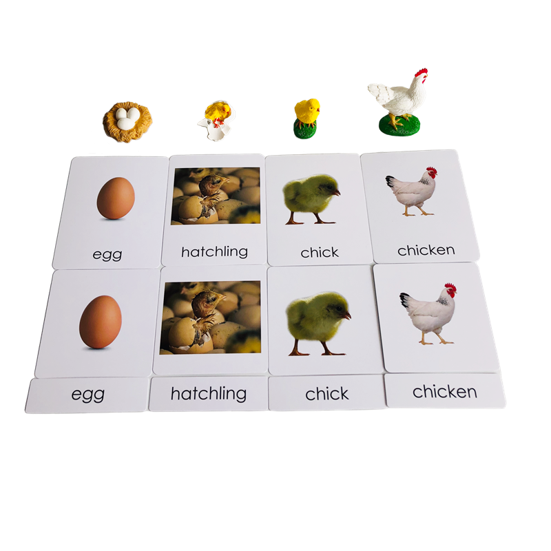 Life Cycle Animals Cards and M - Kids Toys Cycle review and price