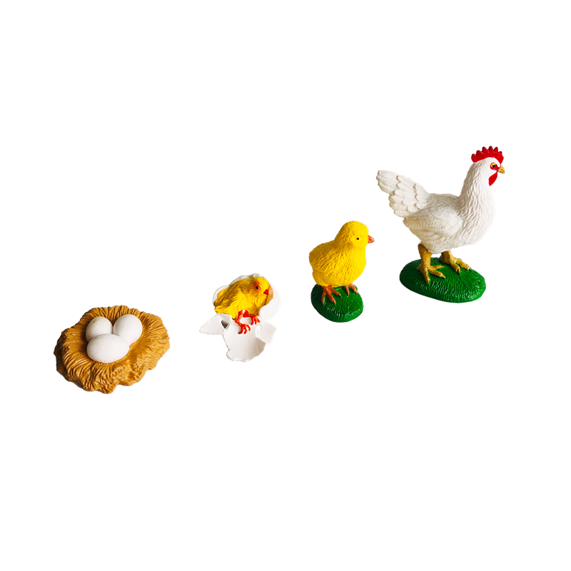Life Cycle Animals Cards and M - Kids Toys Cycle review and price