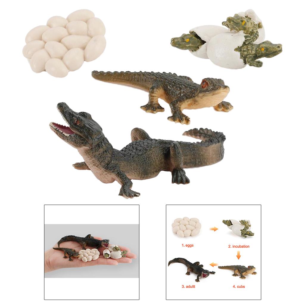 Nature Life Cycle Animal Growt - Kids Toys Cycle review and price