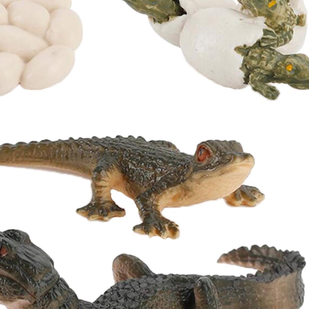 Nature Life Cycle Animal Growt - Kids Toys Cycle review and price